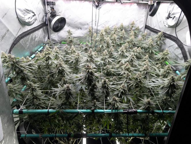 Fruits of breeding, let's c what happens. Week 6 - D42