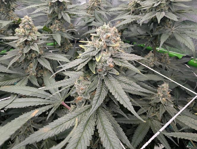 Fruits of breeding, let's c what happens. Week 6 - D42