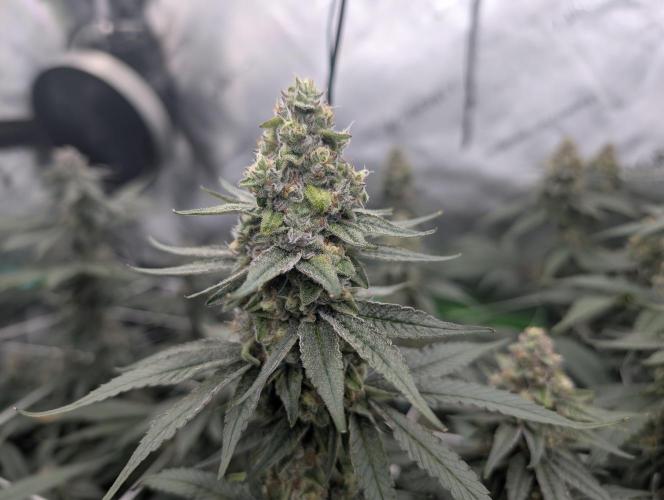 Fruits of breeding, let's c what happens. Week 6 - D42