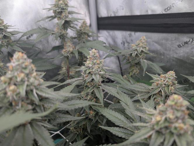 Fruits of breeding, let's c what happens. Week 6 - D42