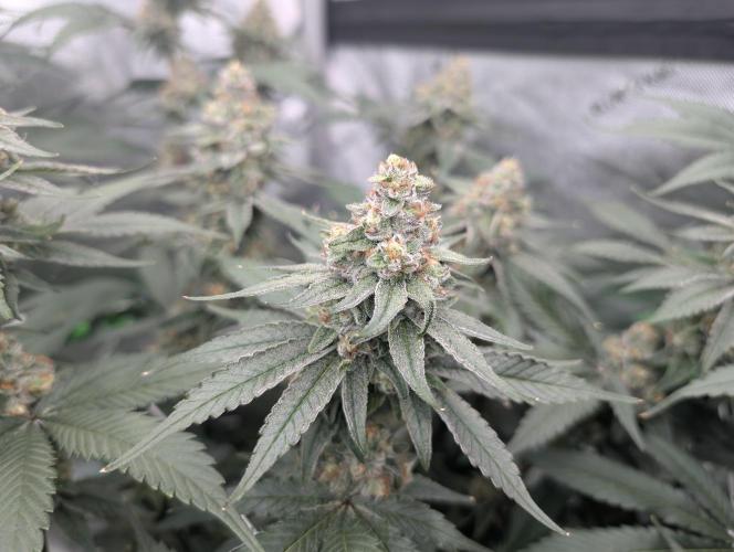 Fruits of breeding, let's c what happens. Week 6 - D42