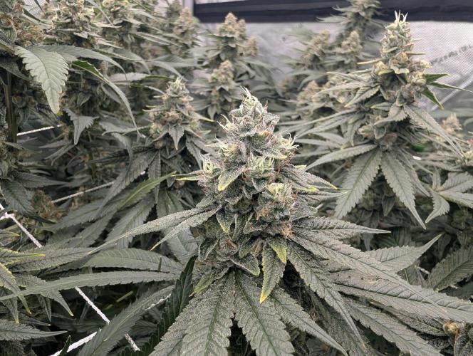 Fruits of breeding, let's c what happens. Week 6 - D42