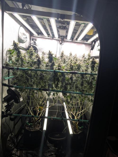 Fruits of breeding, let's c what happens. Week 7 - D52
