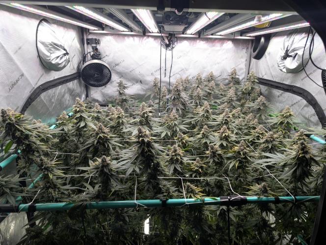 Fruits of breeding, let's c what happens. Week 7 - D52