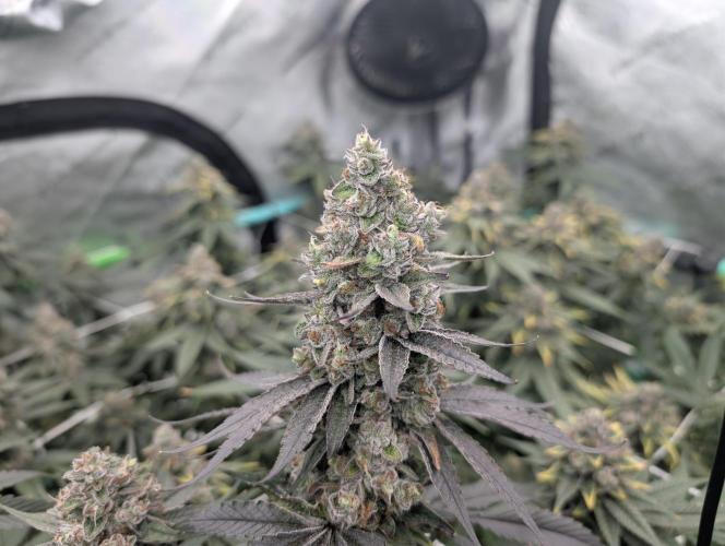Fruits of breeding, let's c what happens. Week 7 - D52