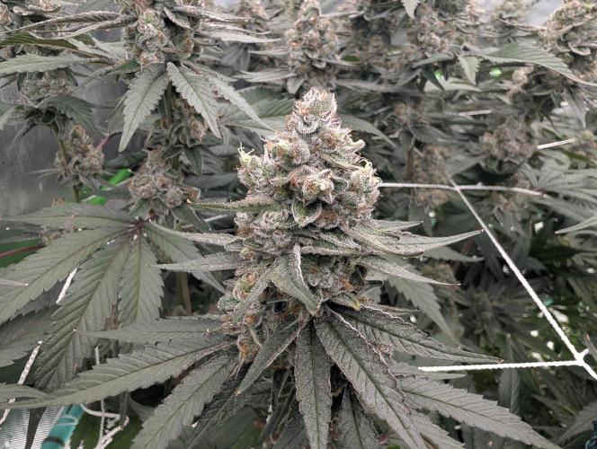Fruits of breeding, let's c what happens. Week 7 - D52