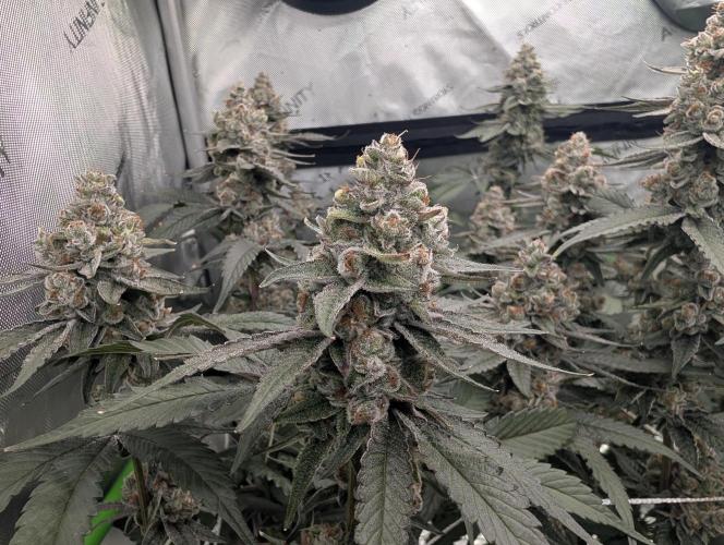 Fruits of breeding, let's c what happens. Week 7 - D52