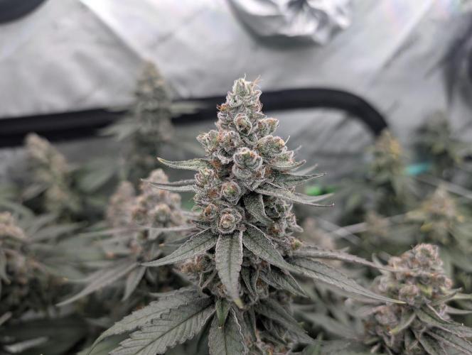 Fruits of breeding, let's c what happens. Week 7 - D52