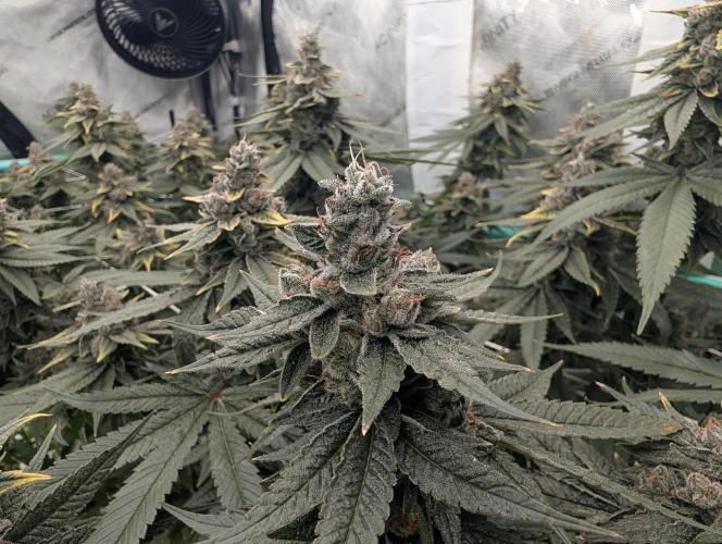 Fruits of breeding, let's c what happens. Week 7 - D52