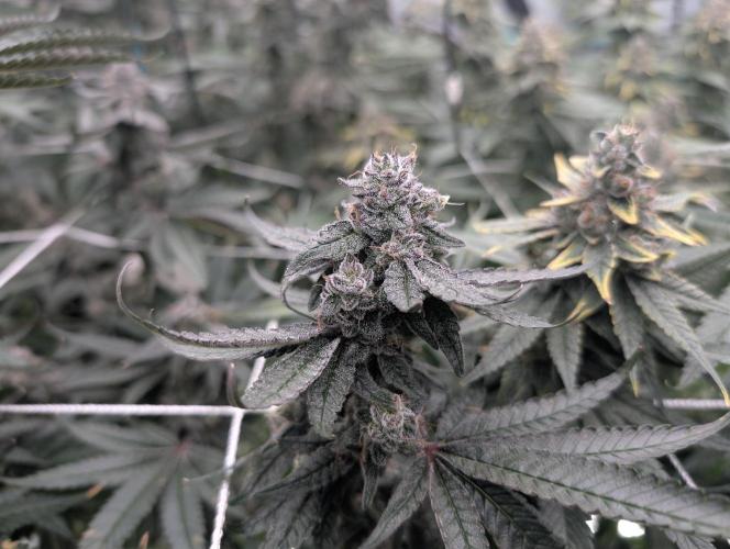Fruits of breeding, let's c what happens. Week 7 - D52