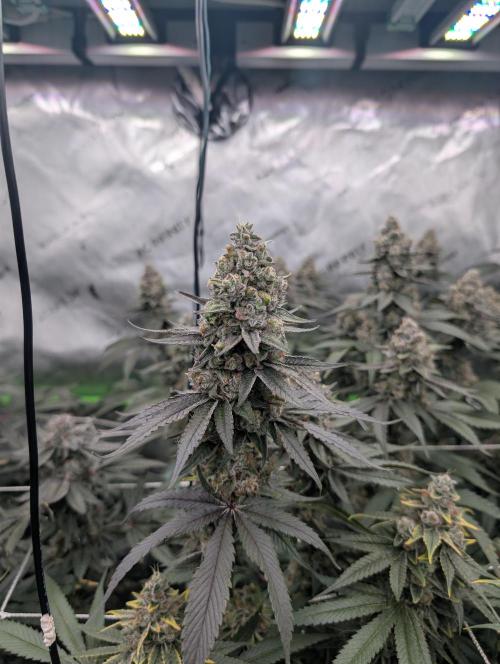 Fruits of breeding, let's c what happens. Week 7 - D52