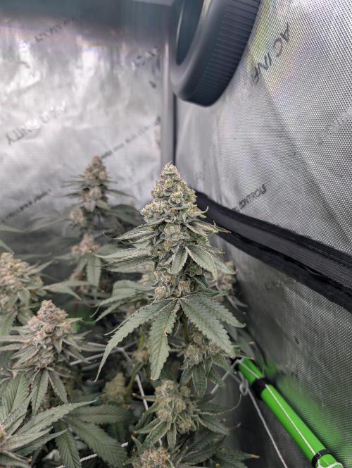 Fruits of breeding, let's c what happens. Week 7 - D52