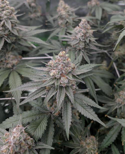 Fruits of breeding, let's c what happens. Week 7 - D52