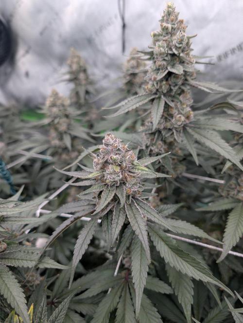Fruits of breeding, let's c what happens. Week 7 - D52