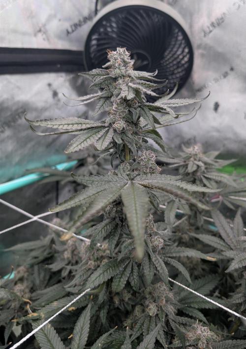 Fruits of breeding, let's c what happens. Week 7 - D52