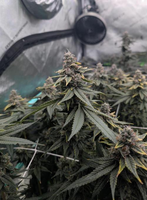 Fruits of breeding, let's c what happens. Week 7 - D52