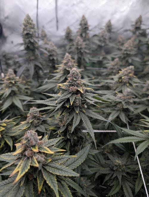 Fruits of breeding, let's c what happens. Week 7 - D52