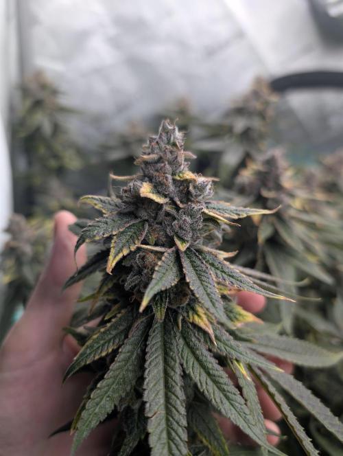 Fruits of breeding, let's c what happens. Week 8 - D58