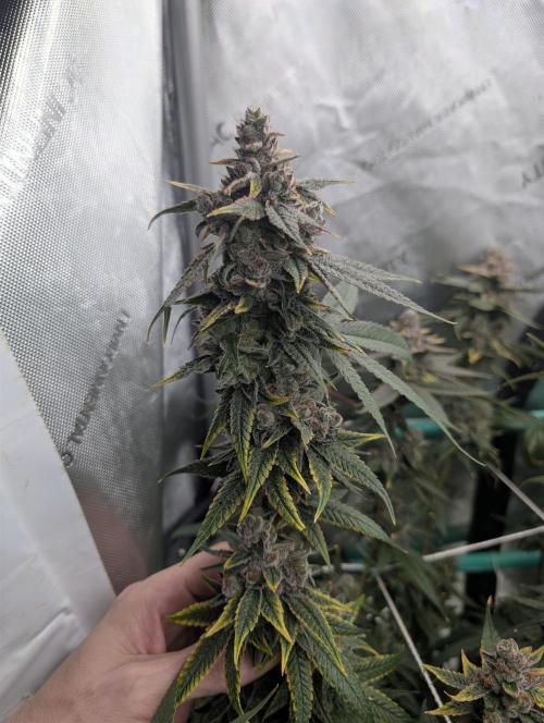 Fruits of breeding, let's c what happens. Week 8 - D58
