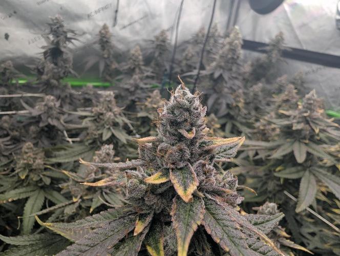 Fruits of breeding, let's c what happens. Week 8 - D58