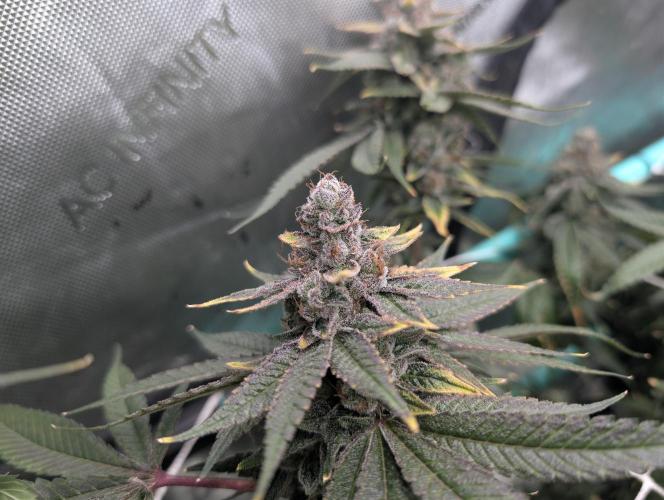 Fruits of breeding, let's c what happens. Week 8 - D58