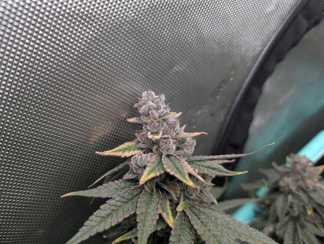 Fruits of breeding, let's c what happens. Week 8 - D58