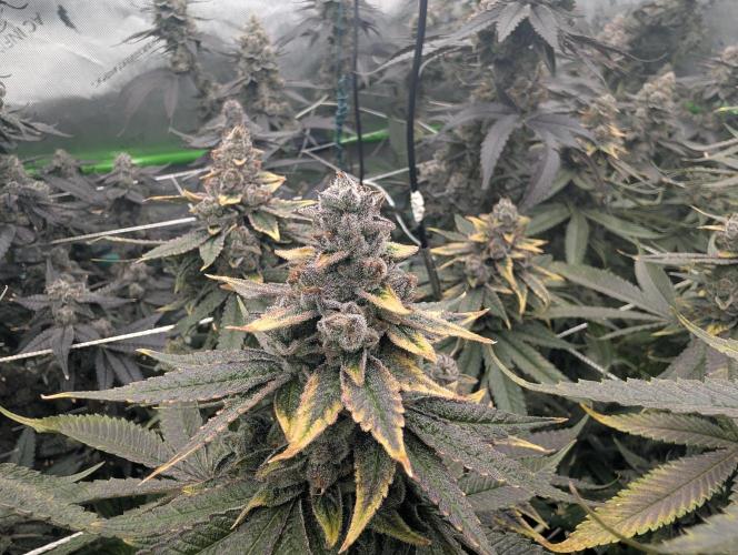 Fruits of breeding, let's c what happens. Week 8 - D58