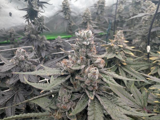 Fruits of breeding, let's c what happens. Week 8 - D58