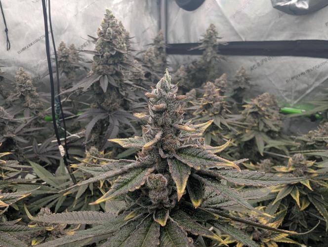 Fruits of breeding, let's c what happens. Week 8 - D58