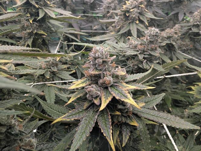 Fruits of breeding, let's c what happens. Week 8 - D58