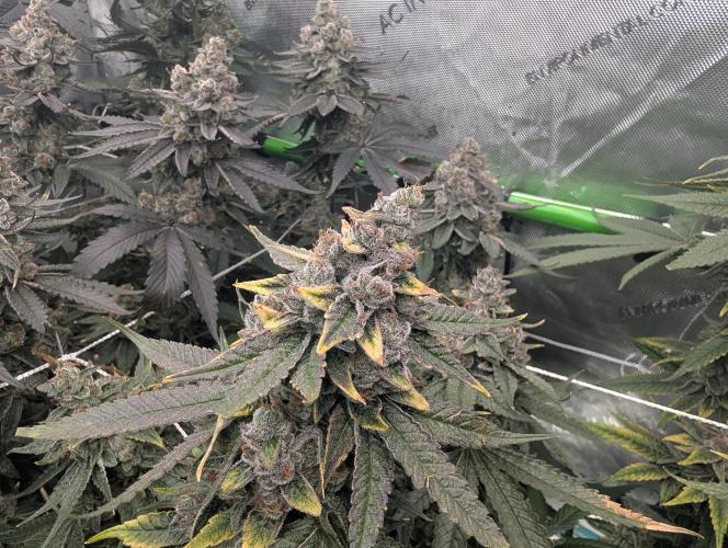 Fruits of breeding, let's c what happens. Week 8 - D58