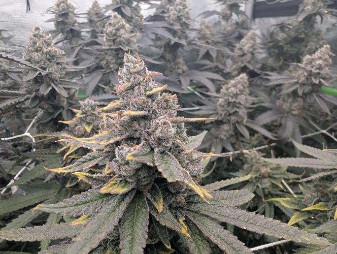 Fruits of breeding, let's c what happens. Week 8 - D58