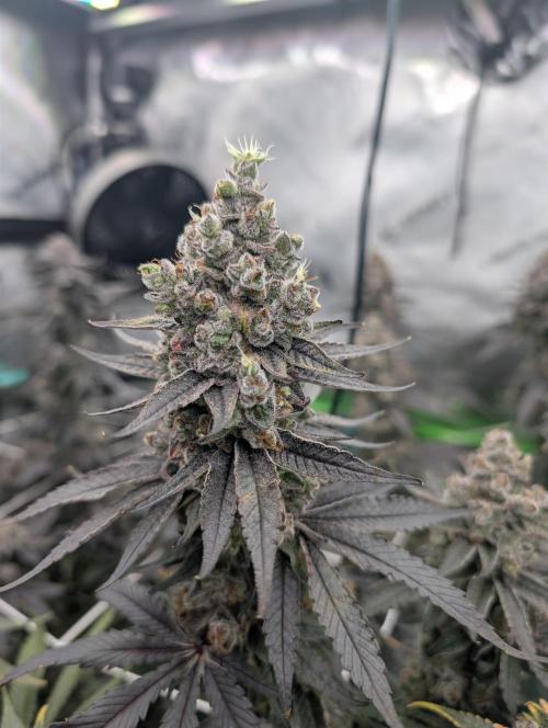 Fruits of breeding, let's c what happens. Week 8 - D58