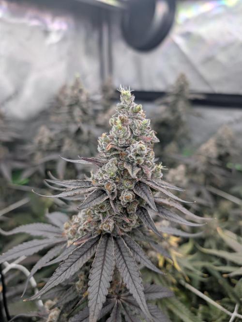 Fruits of breeding, let's c what happens. Week 8 - D58