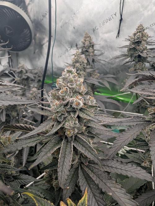 Fruits of breeding, let's c what happens. Week 8 - D58