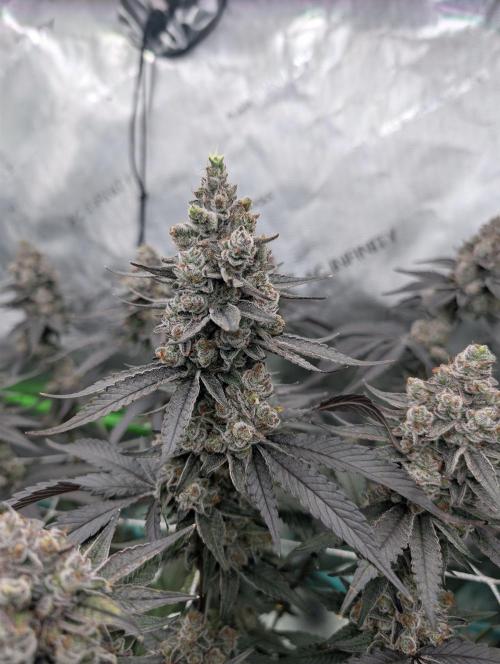 Fruits of breeding, let's c what happens. Week 8 - D58