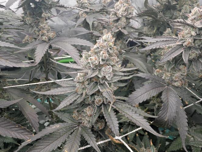 Fruits of breeding, let's c what happens. Week 8 - D58