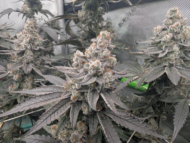 Fruits of breeding, let's c what happens. Week 8 - D58
