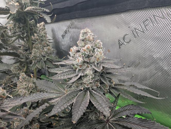 Fruits of breeding, let's c what happens. Week 8 - D58