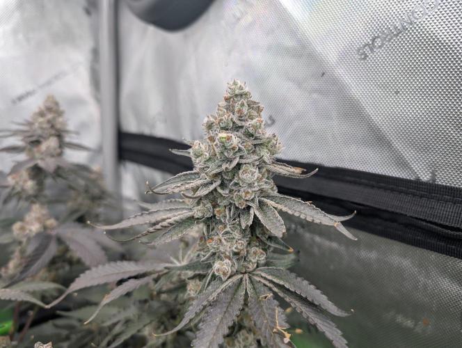 Fruits of breeding, let's c what happens. Week 8 - D58