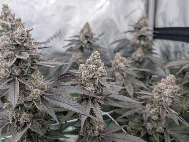 Fruits of breeding, let's c what happens. Week 8 - D58