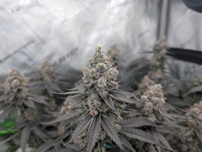 Fruits of breeding, let's c what happens. Week 8 - D58