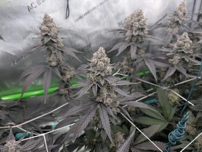 Fruits of breeding, let's c what happens. Week 8 - D58