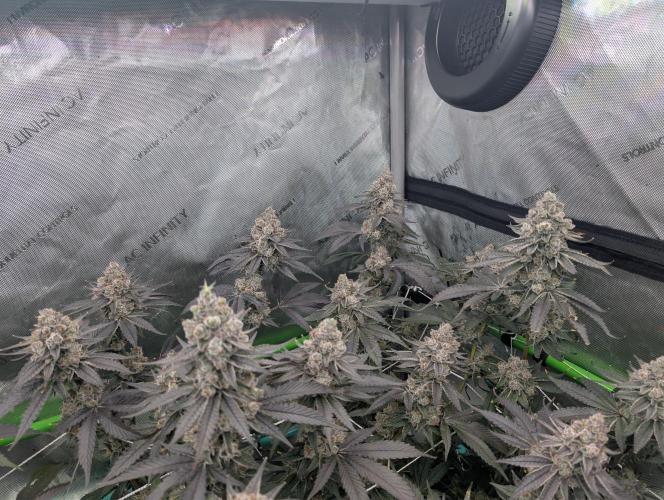 Fruits of breeding, let's c what happens. Week 8 - D58