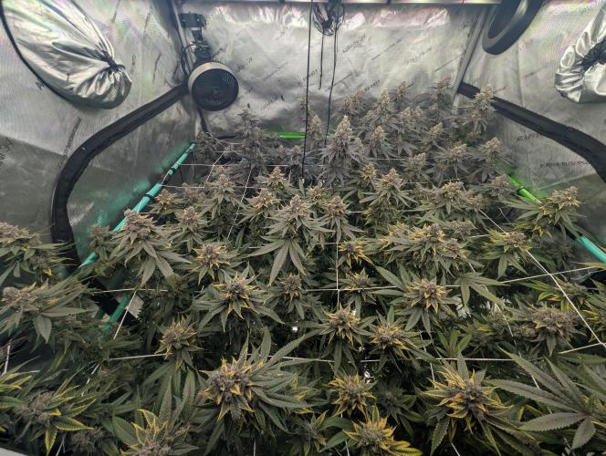 Fruits of breeding, let's c what happens. Week 8 - D58