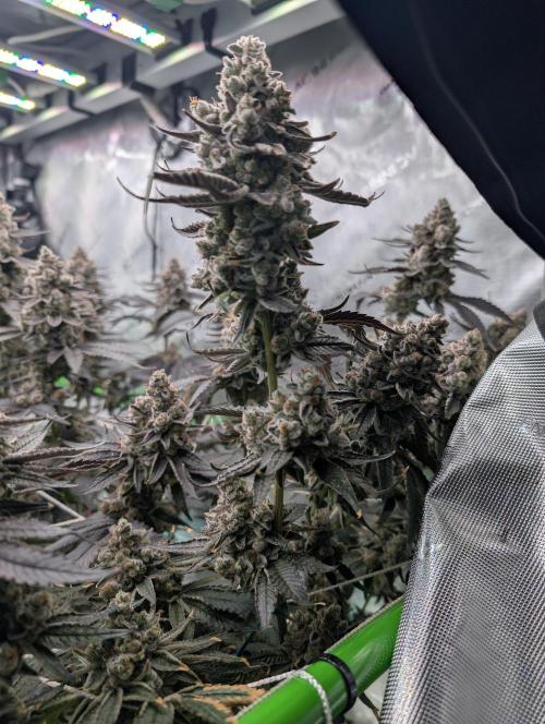 Fruits of breeding, let's c what happens. Week 9