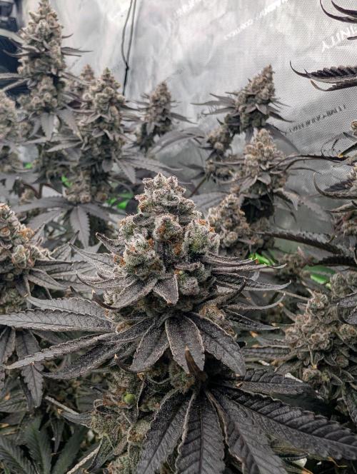 Fruits of breeding, let's c what happens. Week 9