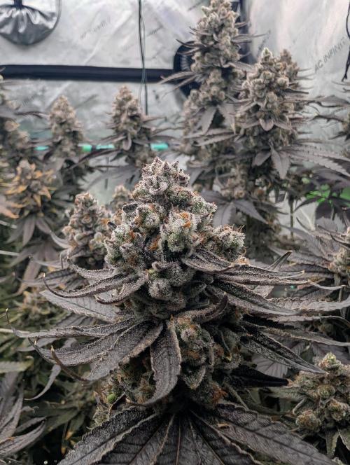 Fruits of breeding, let's c what happens. Week 9