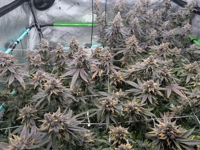 Fruits of breeding, let's c what happens. Week 9
