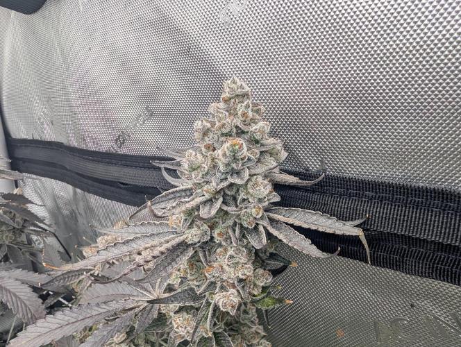 Fruits of breeding, let's c what happens. Week 9